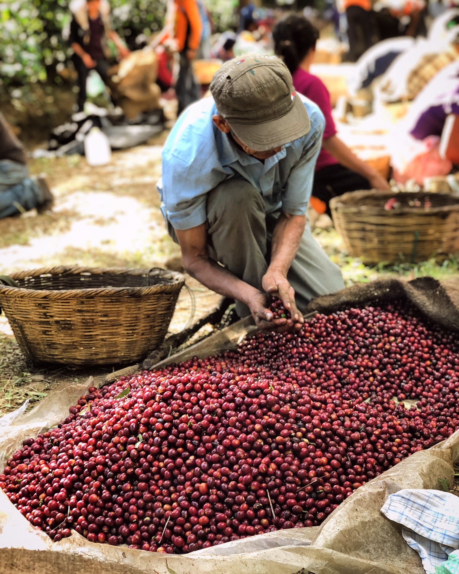 Producer at Finca Majahual sorting coffee cherries