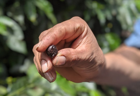 Colombia Single Origin Espresso