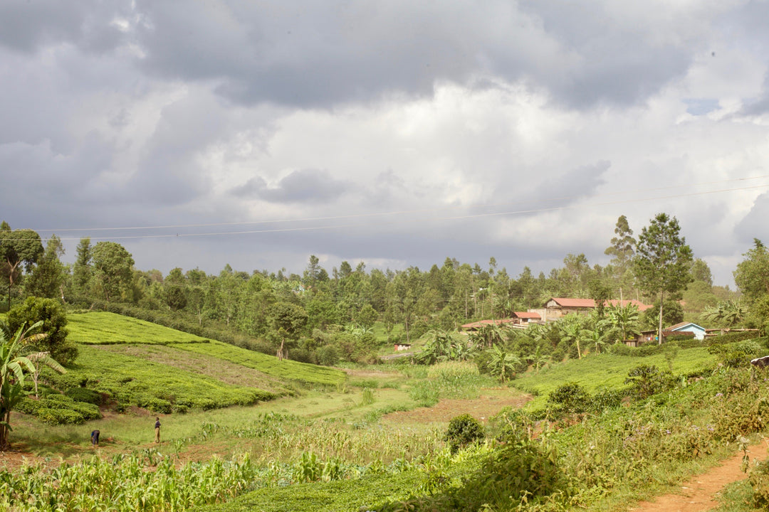 Kenya Journals (Part 1)