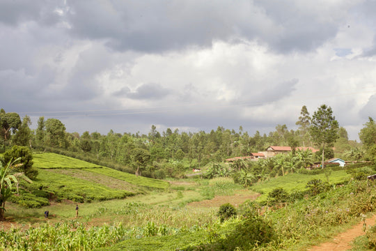 Estate Coffee in Kenya