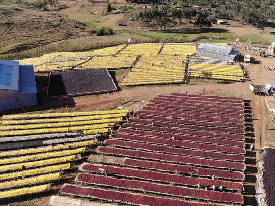 Uraga washing station in Guji Region of Ethiopia. 