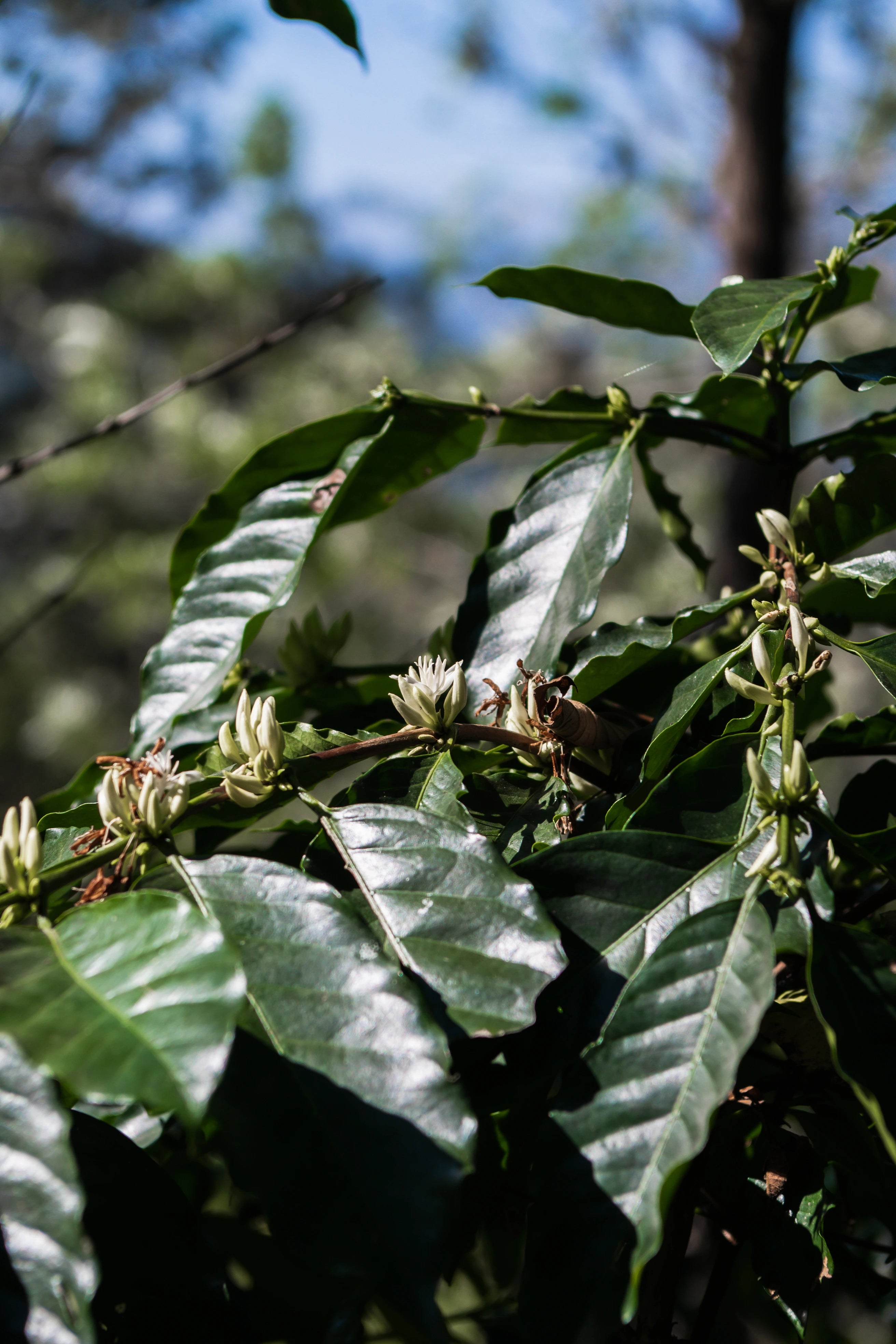 Coffee leaves at Five Elephant roastery, Berlin