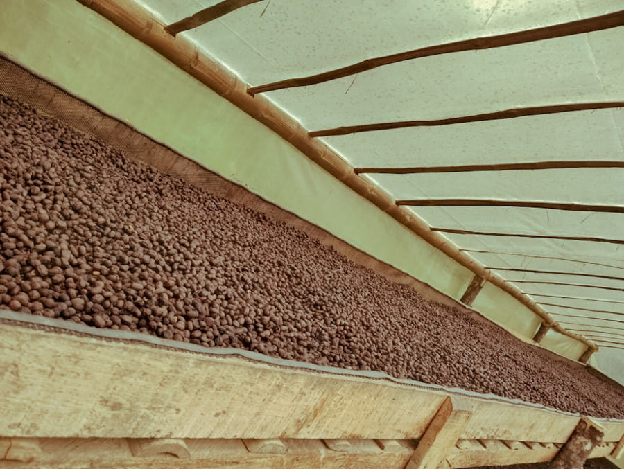 COLOMBIA Maranatha Geisha – Filter