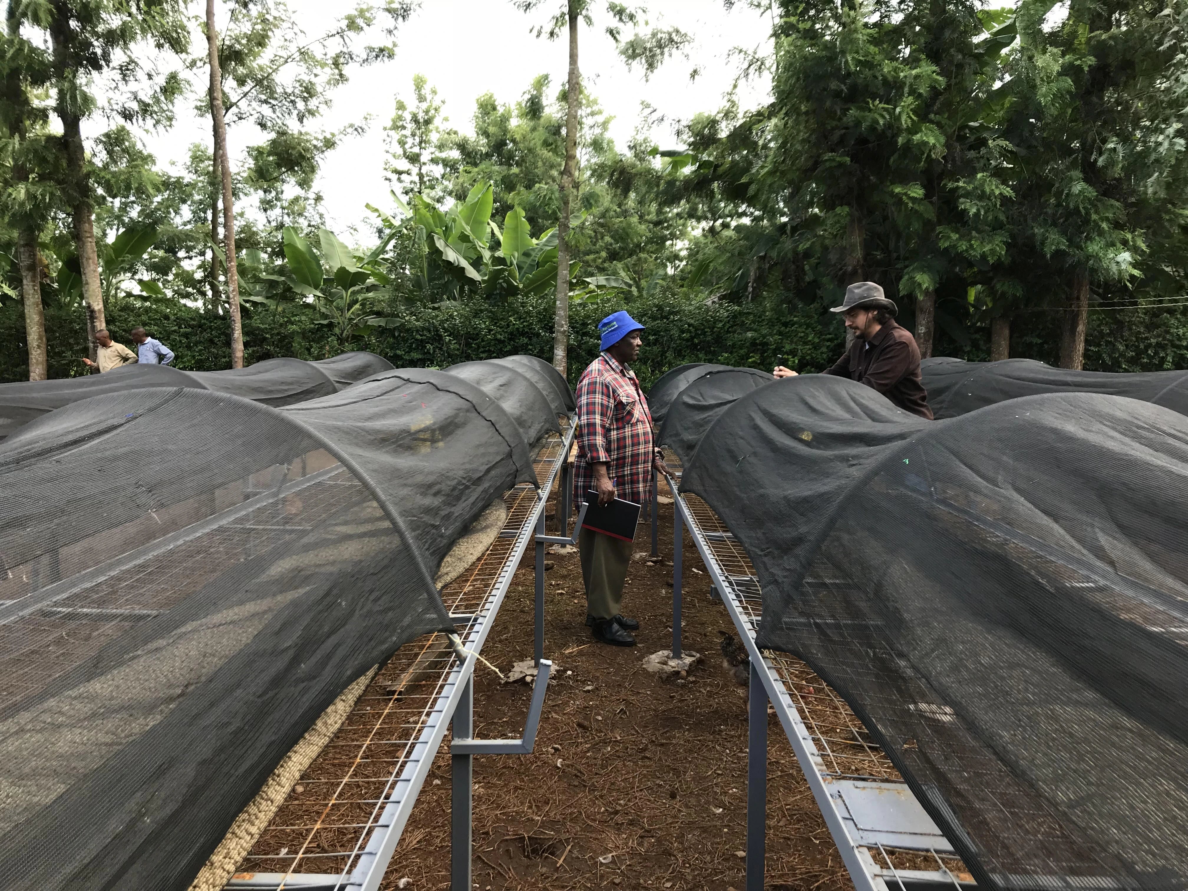 Kris visiting Julius and inspecting rows of covered plots of coffee plants with trees in the background.