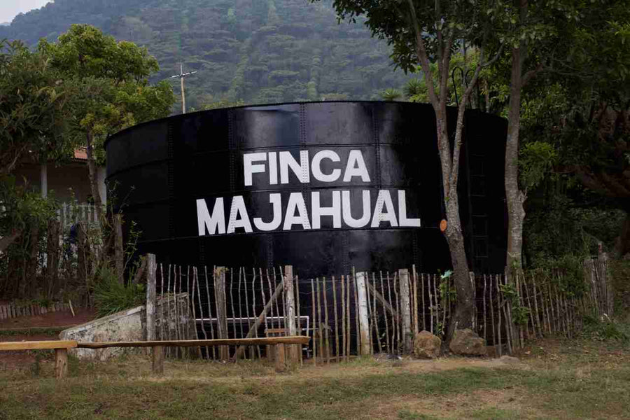 Coffee farm of Finca El Majahual (Orange Bourbon) 