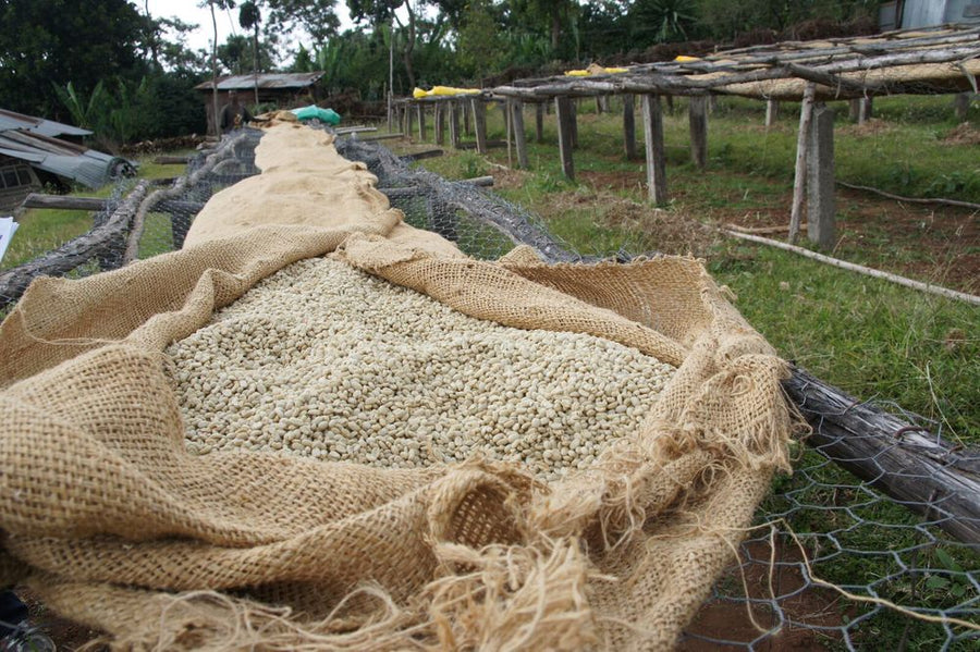 ETHIOPIA Biftu Gudina Organic Farm